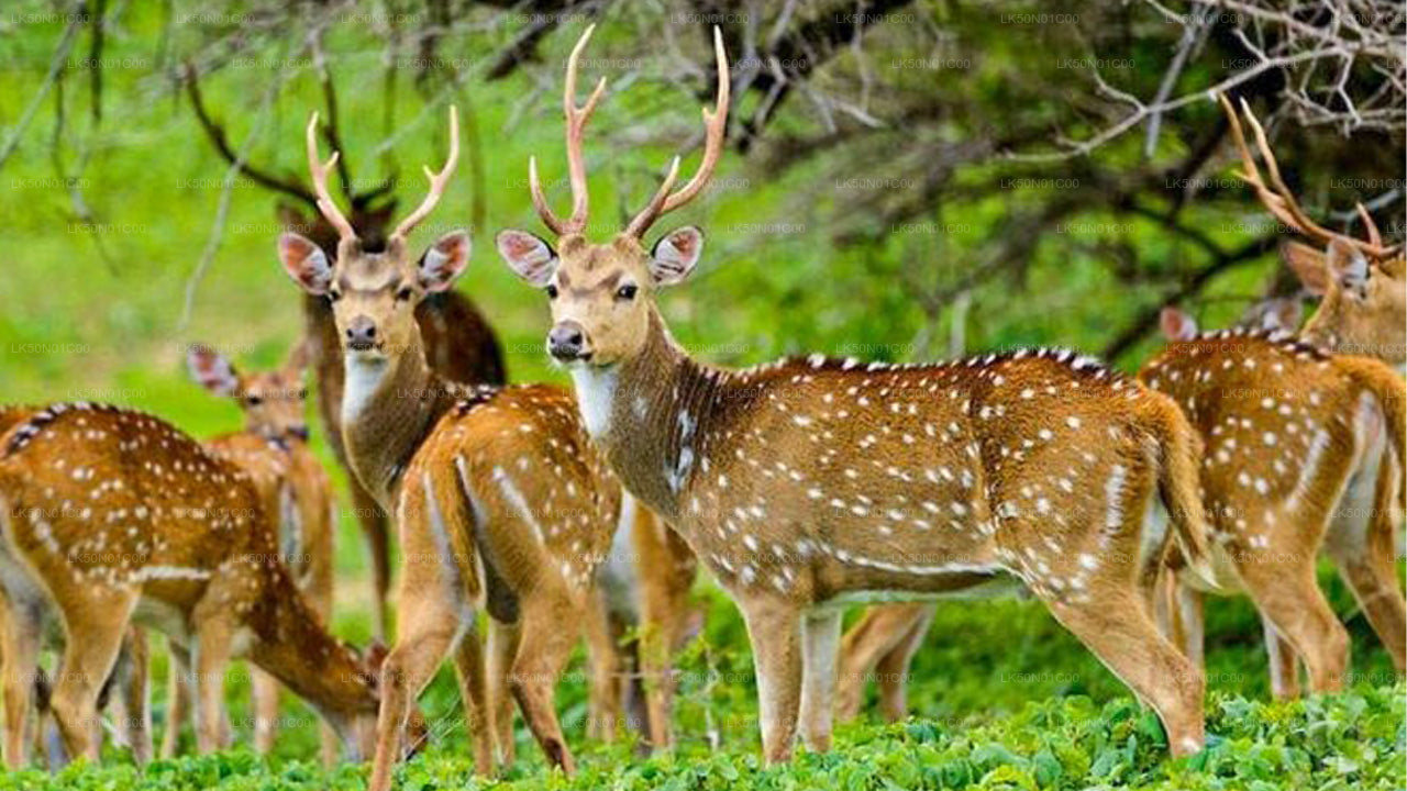 Maduru Oya National Park Privat Safari med Naturforsker