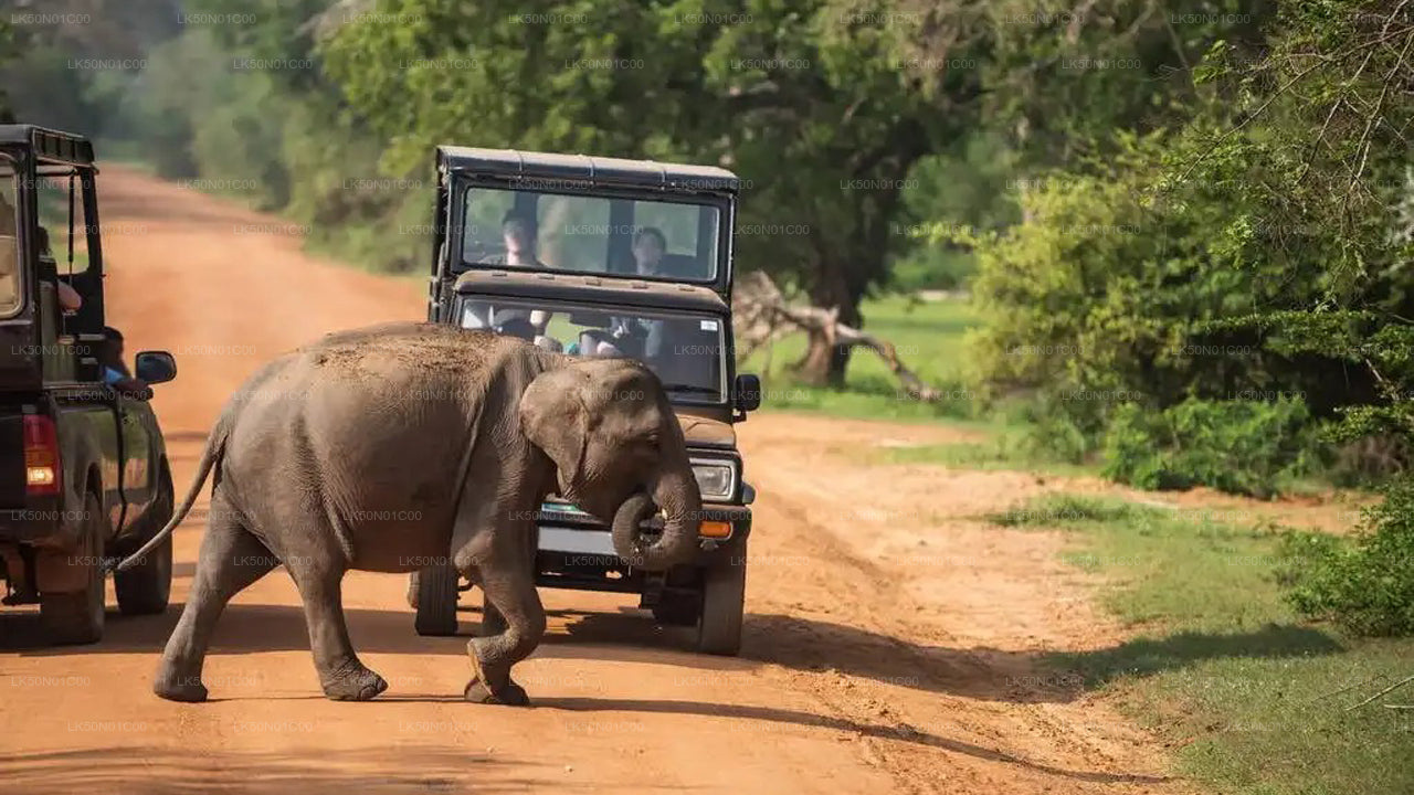 Maduru Oya National Park Privat Safari med Naturforsker