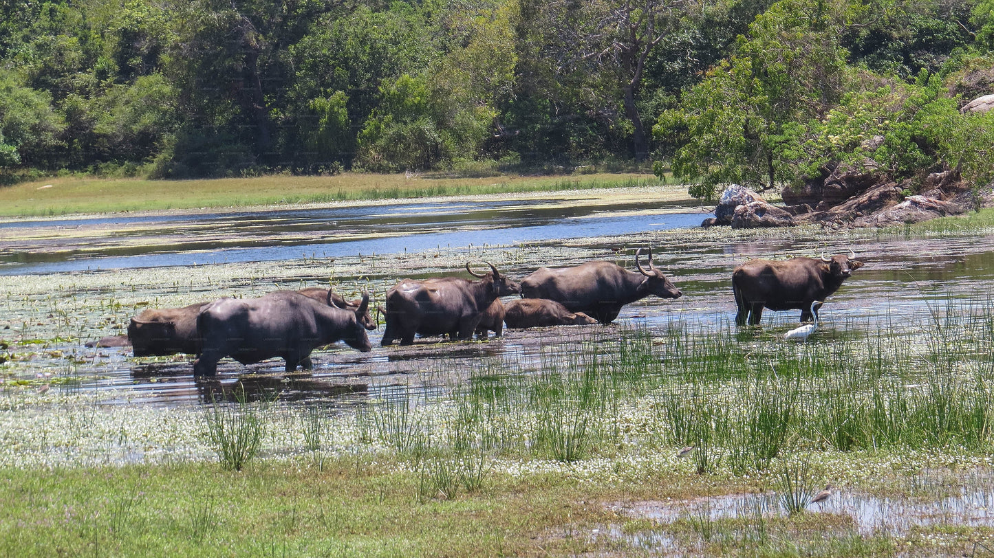 Maduru Oya National Park Privat Safari med Naturforsker