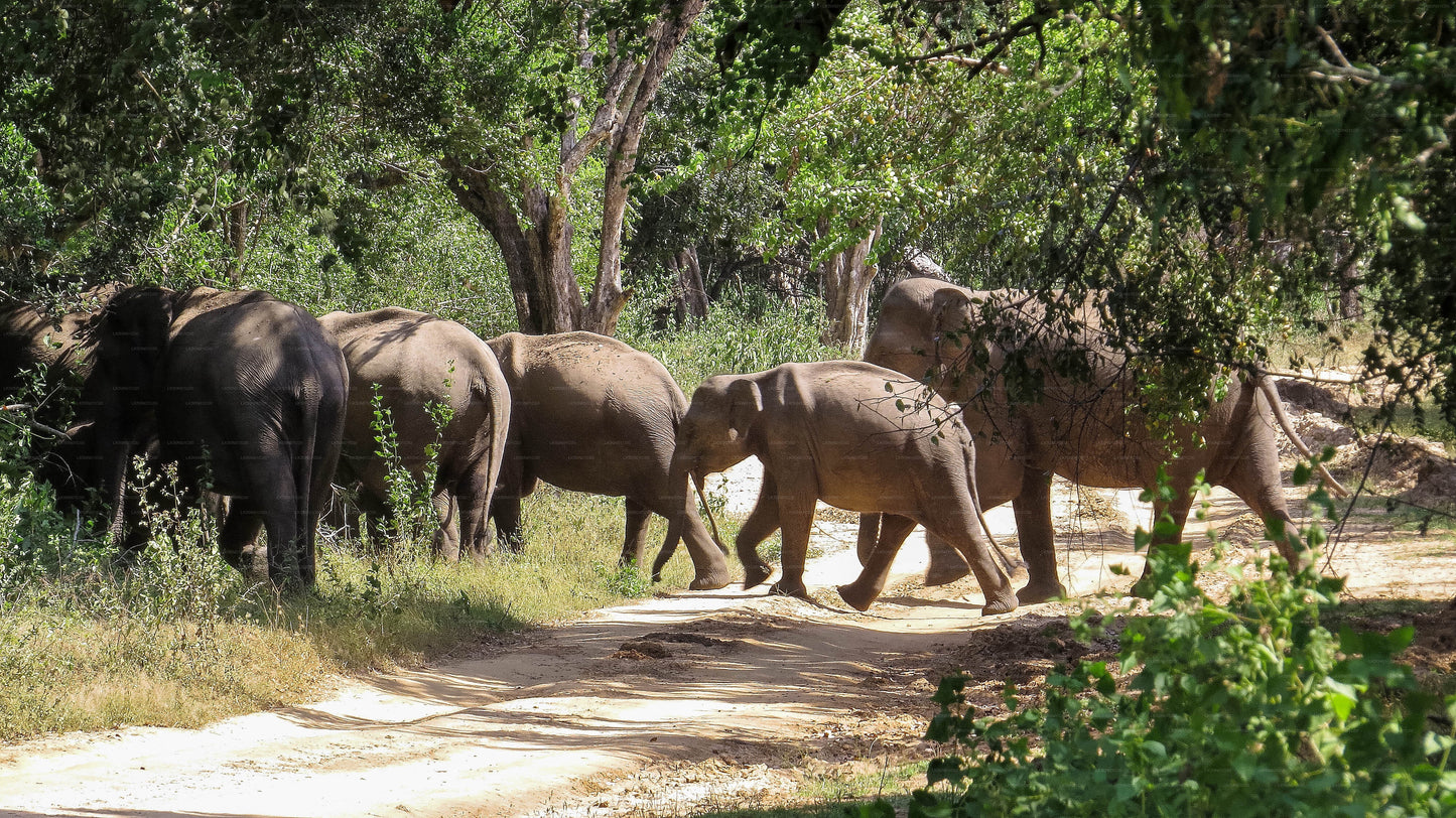Maduru Oya National Park Privat Safari med Naturforsker