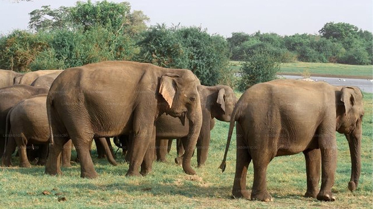 Maduru Oya National Park Privat Safari med Naturforsker