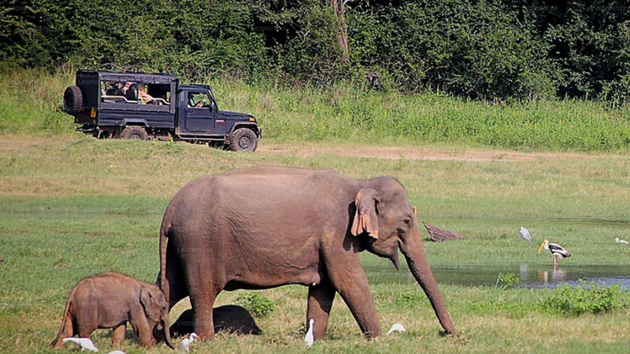 Maduru Oya National Park Privat Safari med Naturforsker