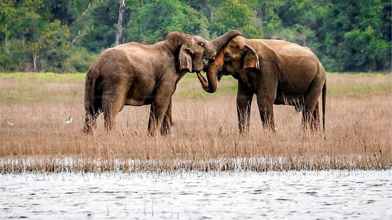 Maduru Oya National Park Privat Safari med Naturforsker