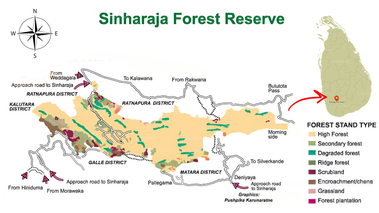 Loris observerer fra Sinharaja-regnskoven