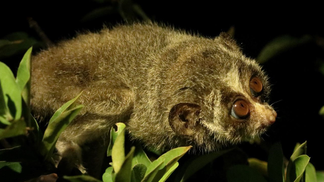 Guided Night Walk with Loris Watching from Wilpattu