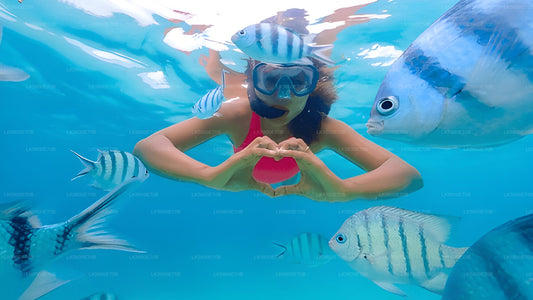 Snorkling med havskildpadder fra Pigeon Island