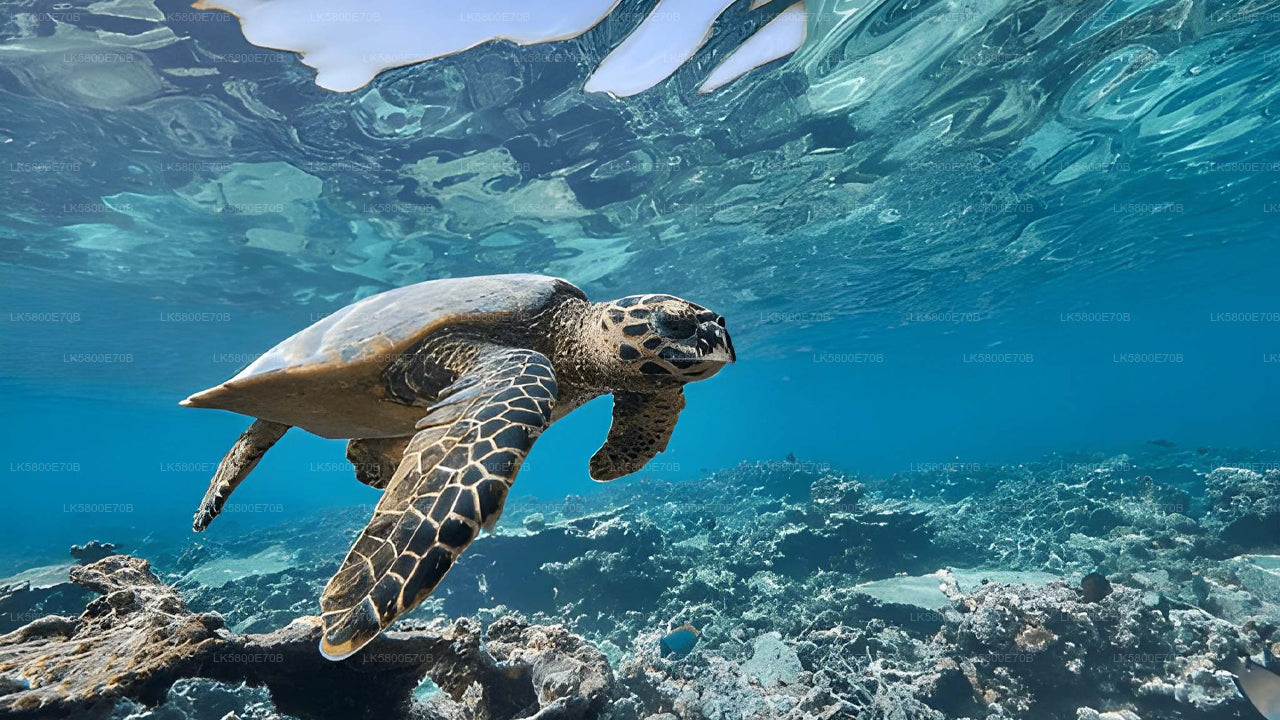 Snorkling med havskildpadder fra Kosgoda