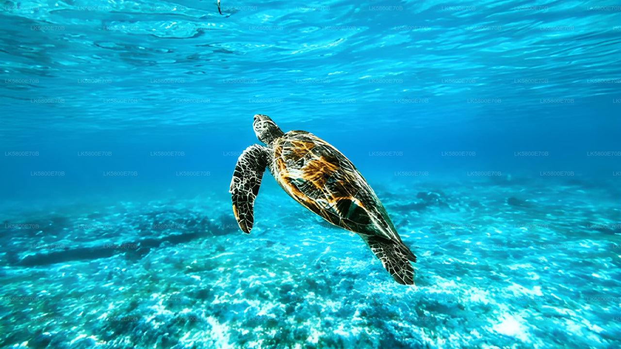 Snorkling med havskildpadder fra Kosgoda