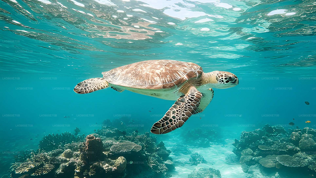 Snorkling med havskildpadder fra Kosgoda