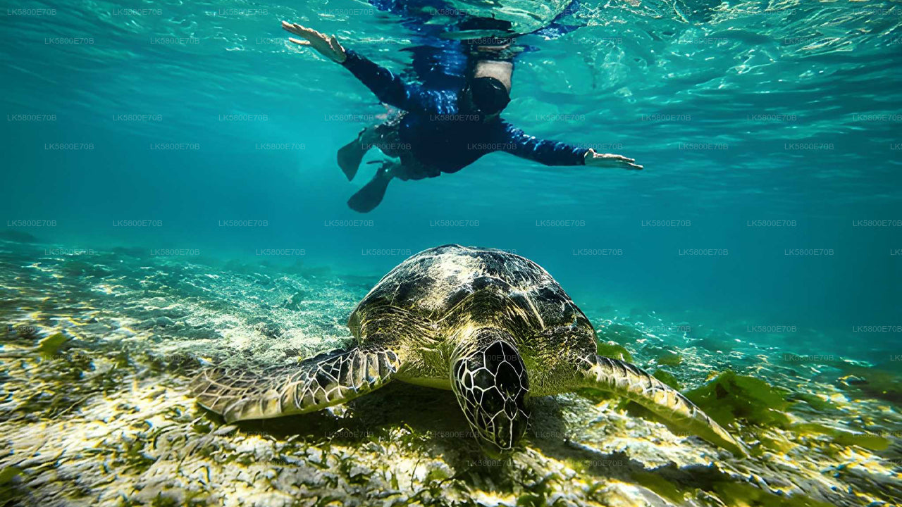 Snorkling med havskildpadder fra Hikkaduwa