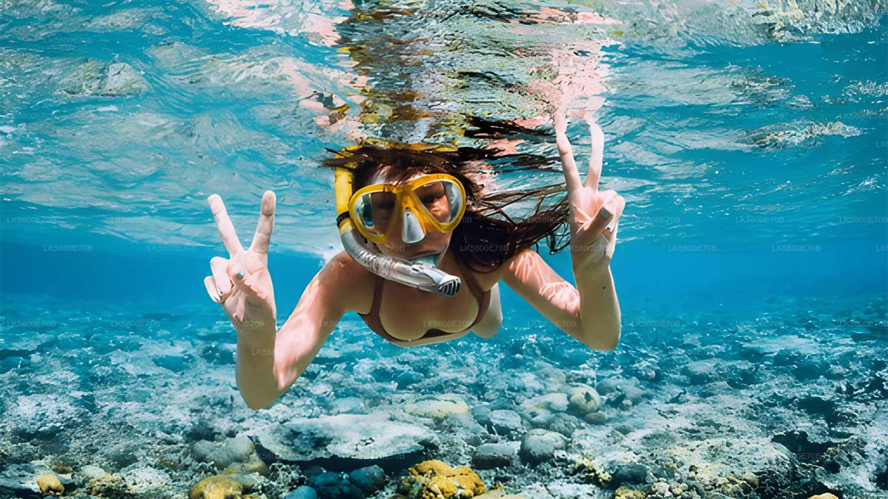 Snorkling med havskildpadder fra Bentota