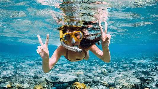 Snorkling med havskildpadder fra Bentota