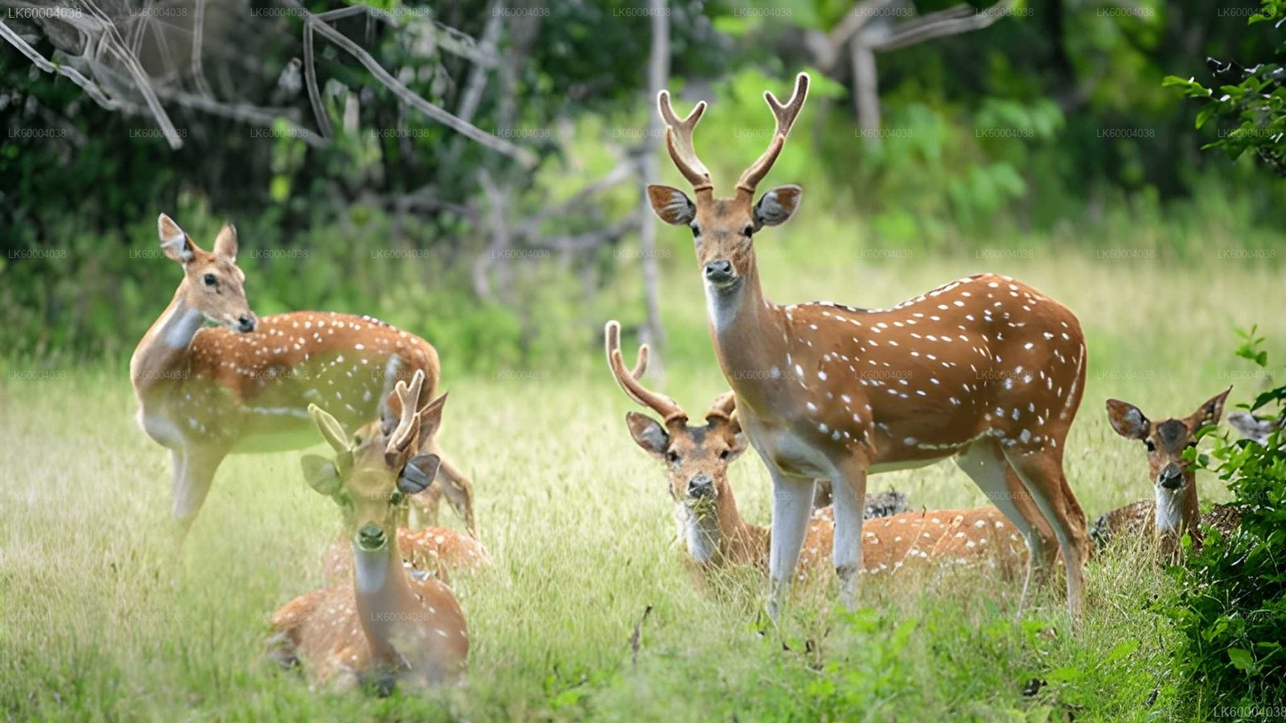 Maduru Oya National Park Private Safari from Pasikuda