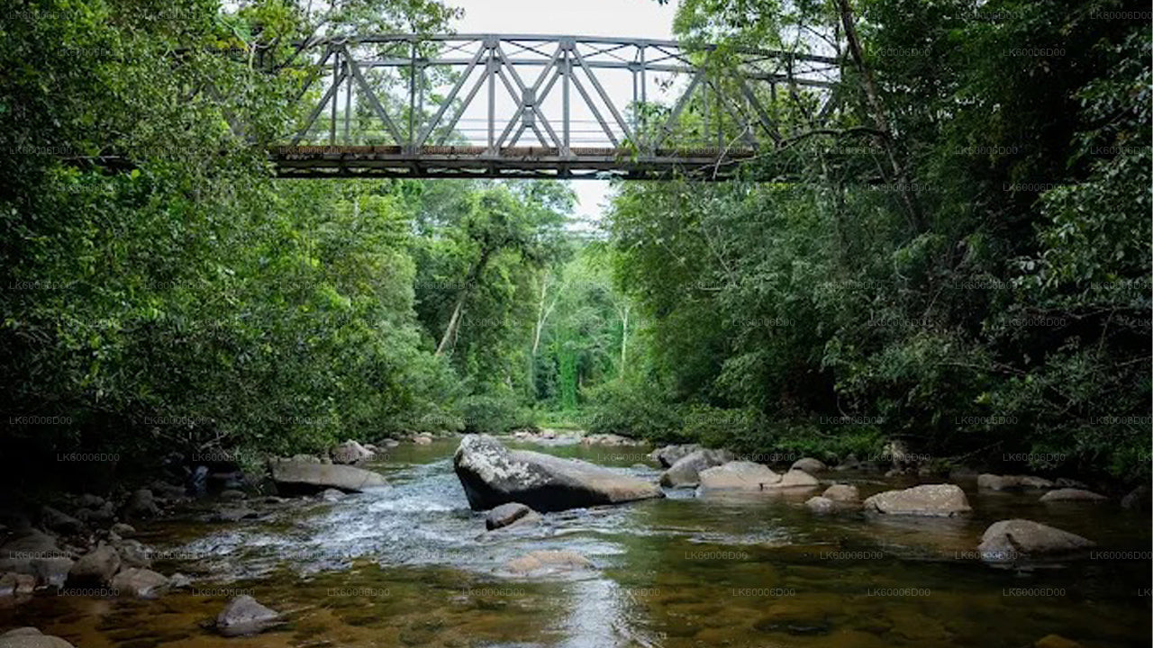 Udforsk Sinharaja-regnskoven (halvdag)