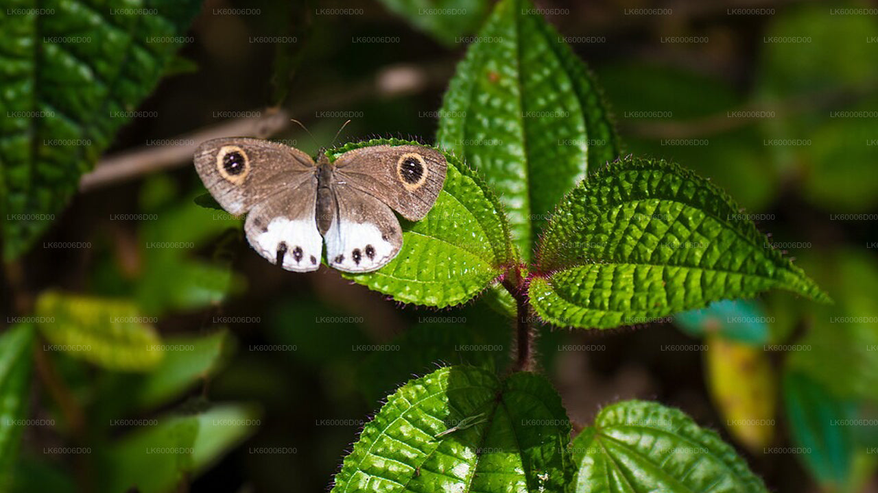 Udforsk Sinharaja-regnskoven (halvdag)
