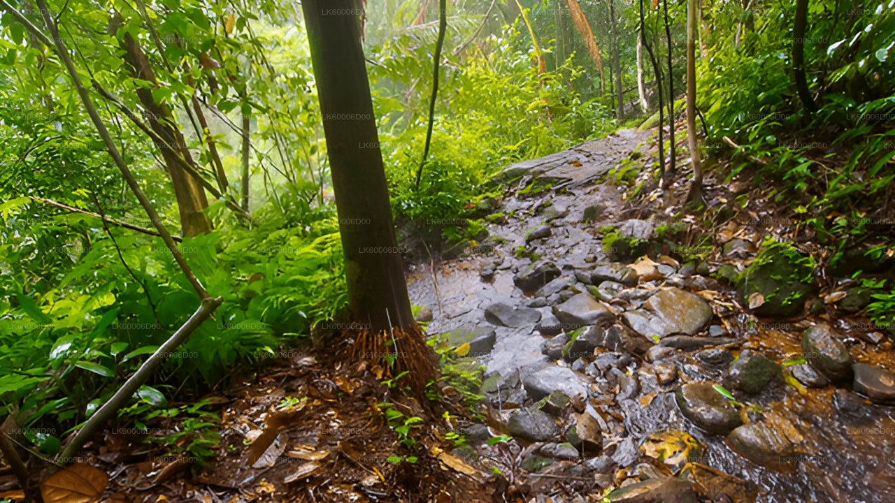Udforsk Sinharaja-regnskoven (halvdag)