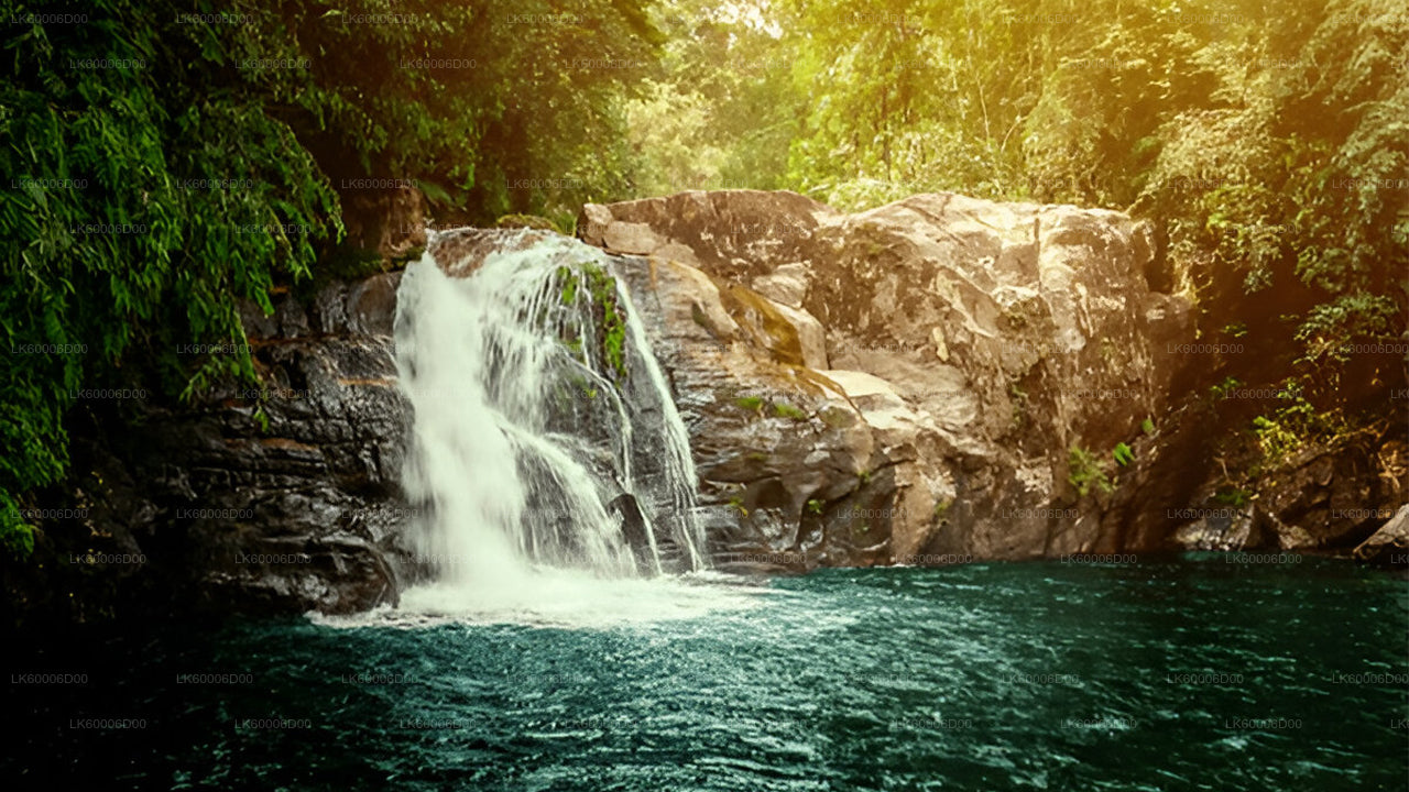 Udforsk Sinharaja-regnskoven (halvdag)