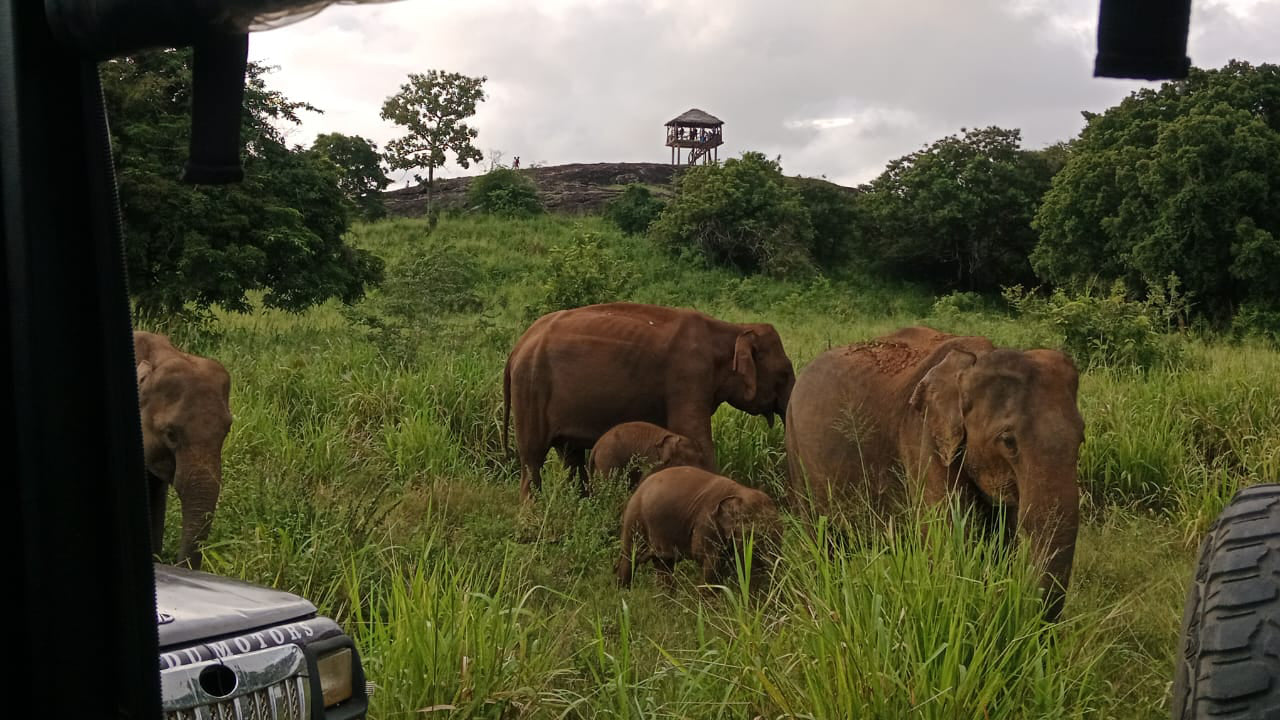 Polonnaruwa Heritage og Hurulu Eco Park Safari fra Pasikuda