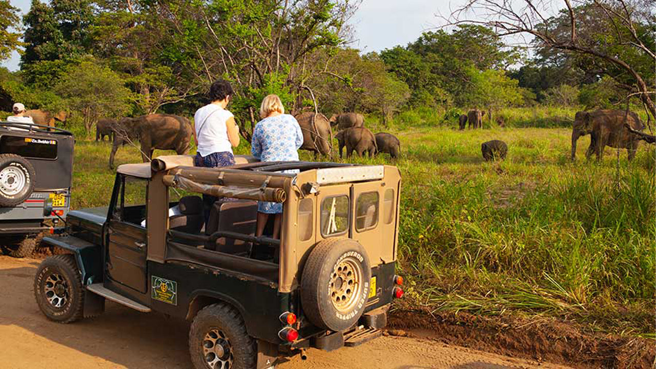 Polonnaruwa Heritage og Hurulu Eco Park Safari fra Pasikuda