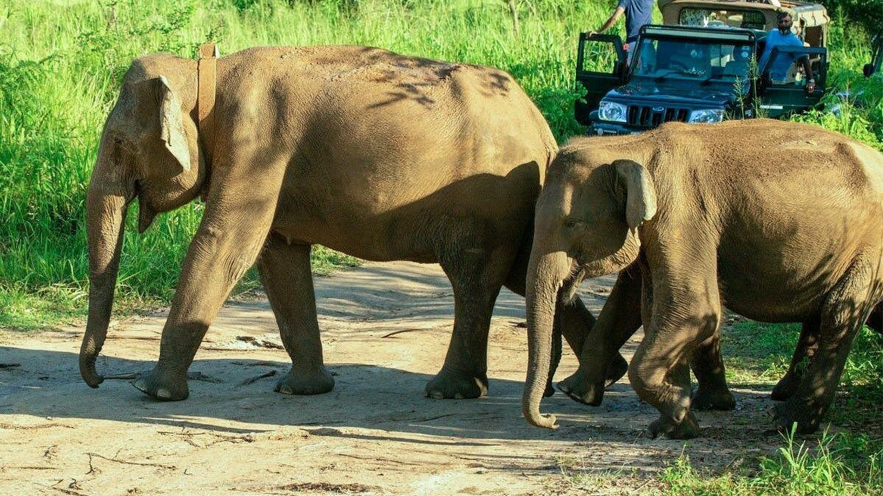 Polonnaruwa Heritage og Hurulu Eco Park Safari fra Pasikuda