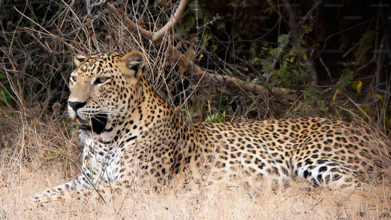 Wilpattu National Park Safari fra Dambulla