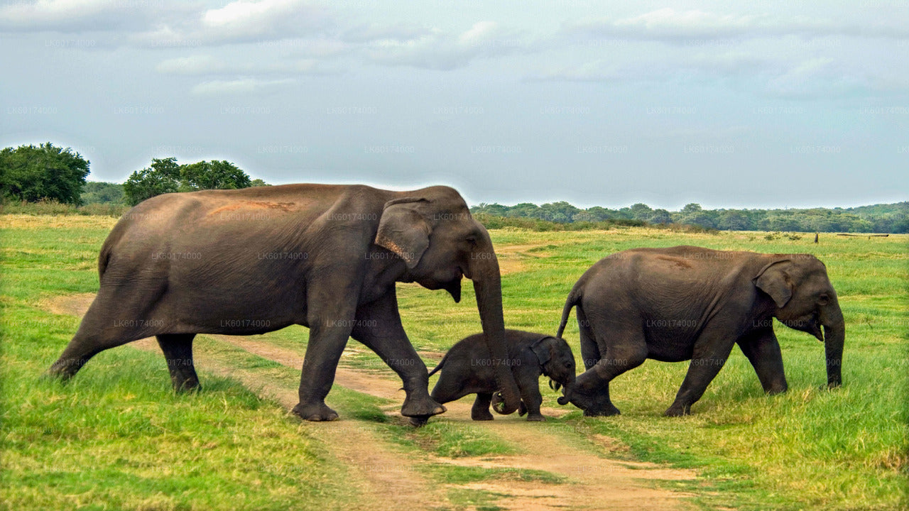 Minneriya National Park Private Safari with Naturalist