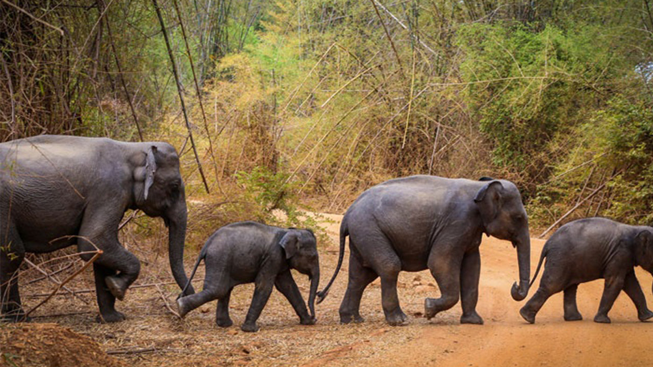 Wasgamuwa Nationalpark Safari fra Kandy    