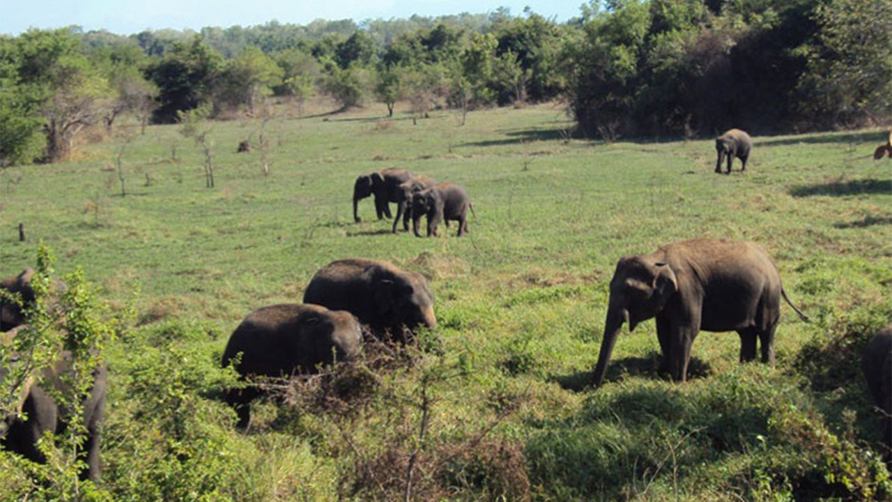 Wasgamuwa Nationalpark Safari fra Kandy    