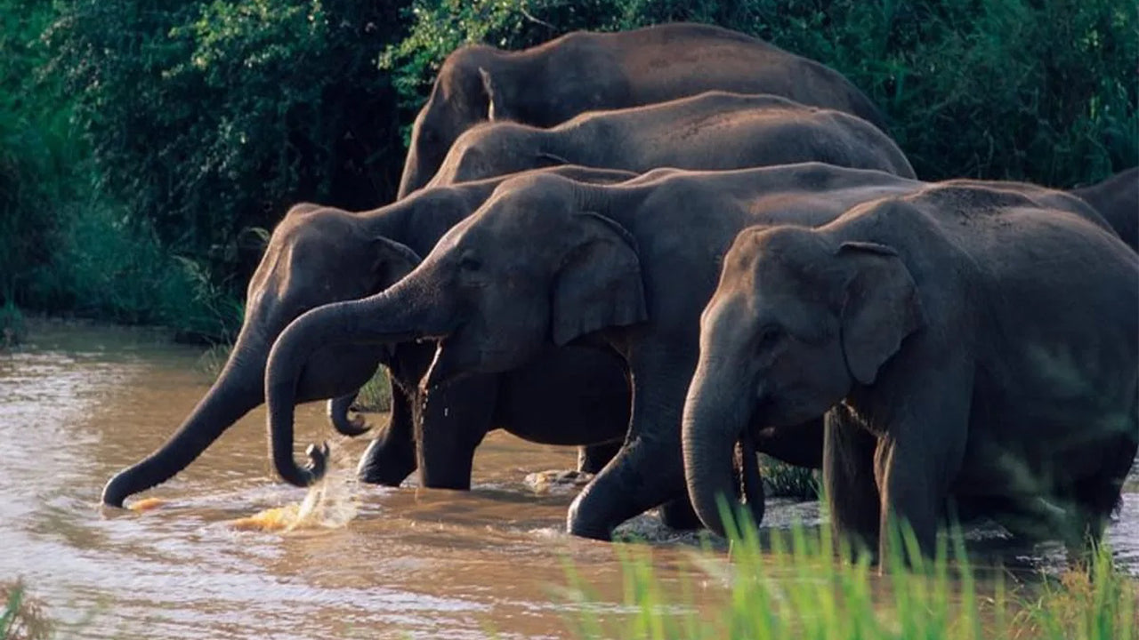 Wasgamuwa Nationalpark Safari fra Kandy    