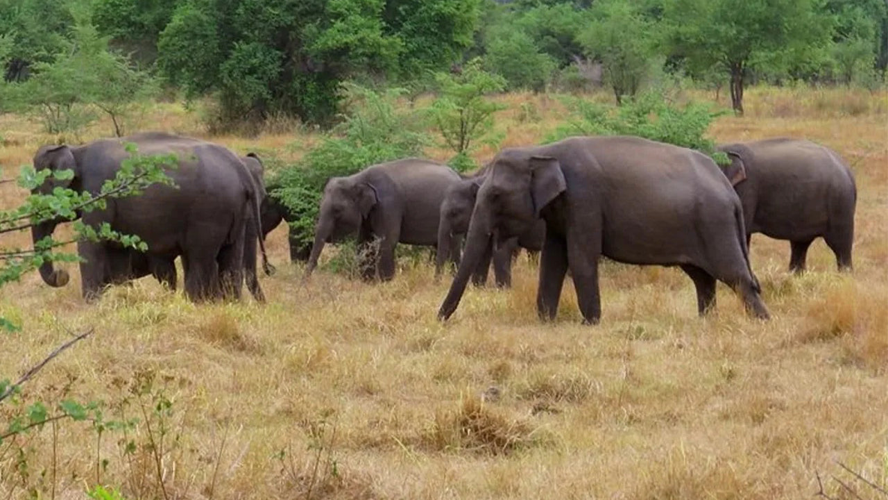 Wasgamuwa Nationalpark Safari fra Kandy    