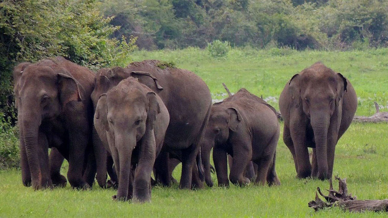 Wasgamuwa Nationalpark Safari fra Kandy    