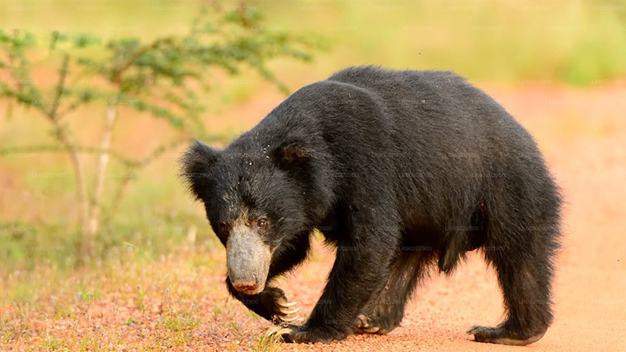Wasgamuwa National Park Safari fra Sigiriya