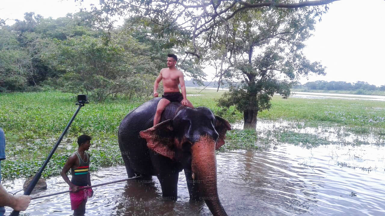 Habarana Elephant Back Ride Tour from Dambulla