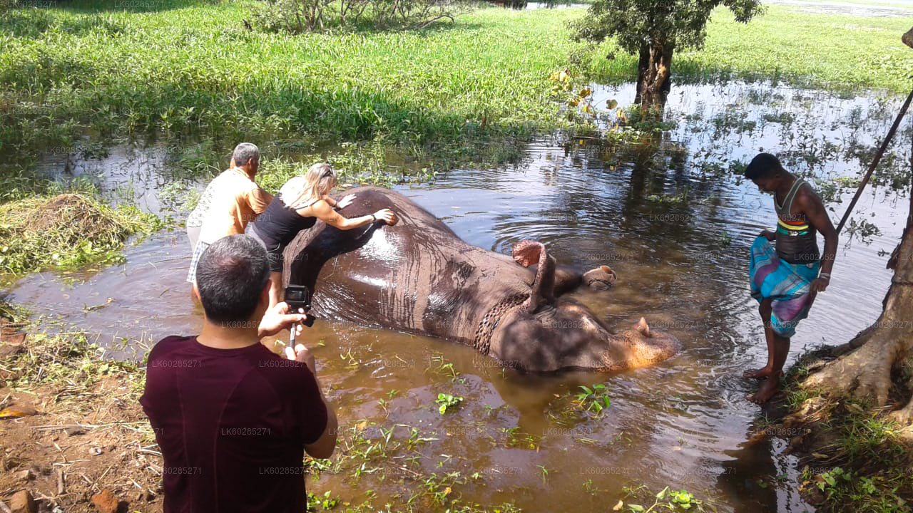 Elefant Tilbage Safari fra Habarana