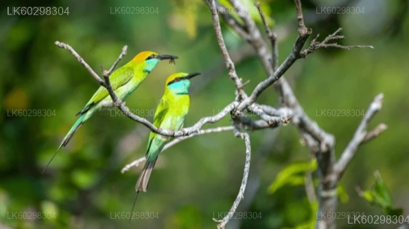 Adisham Bungalow & Thangamale Bird Sanctuary from Haputale