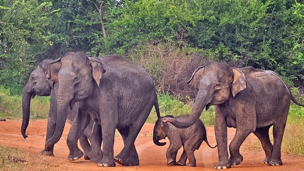 Udawalawe Nationalpark Safari fra Mirissa
