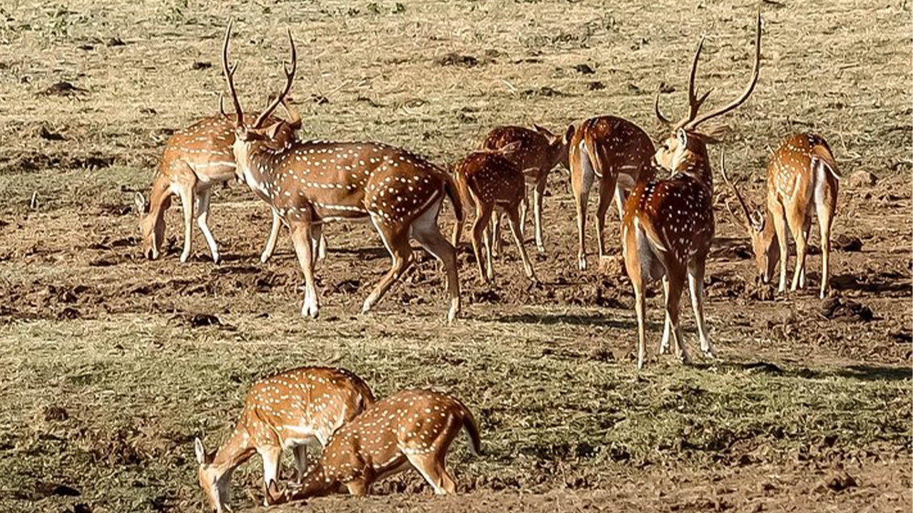 Udawalawe Nationalpark Safari fra Mirissa