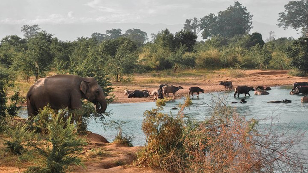 Udawalawe Nationalpark Safari fra Mirissa