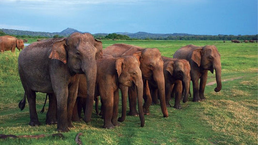 Udawalawe Nationalpark Safari fra Mirissa