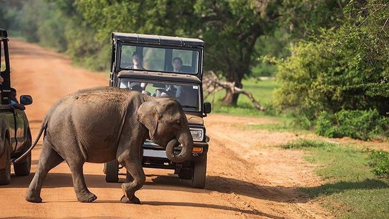 Udawalawe Nationalpark Safari fra Mirissa