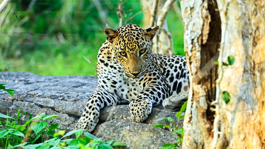 Yala Nationalpark Safari fra Mirissa