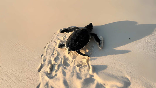 Udgivelse af babyskildpadde fra Bentota