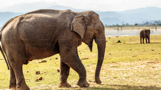 Privat tur fra Mirissa til Ella med Udawalawe Safari