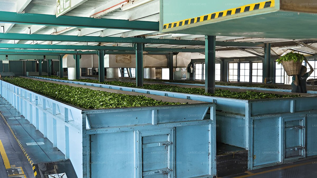 Low-grown Tea Factory Visit and Tea Tasting Experience From Galle