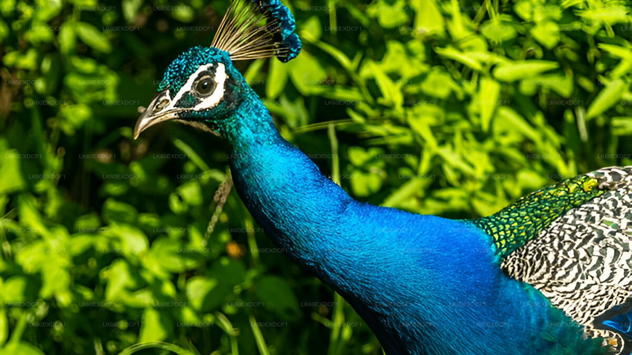 Sigiriya to Pasikudah Private Transfer with Minneriya National Park Safari Experience