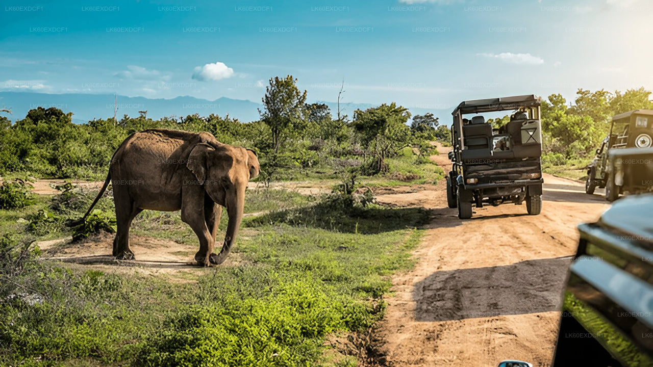 Sigiriya to Pasikudah Private Transfer with Minneriya National Park Safari Experience