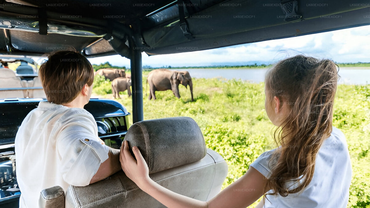 Sigiriya to Pasikudah Private Transfer with Minneriya National Park Safari Experience