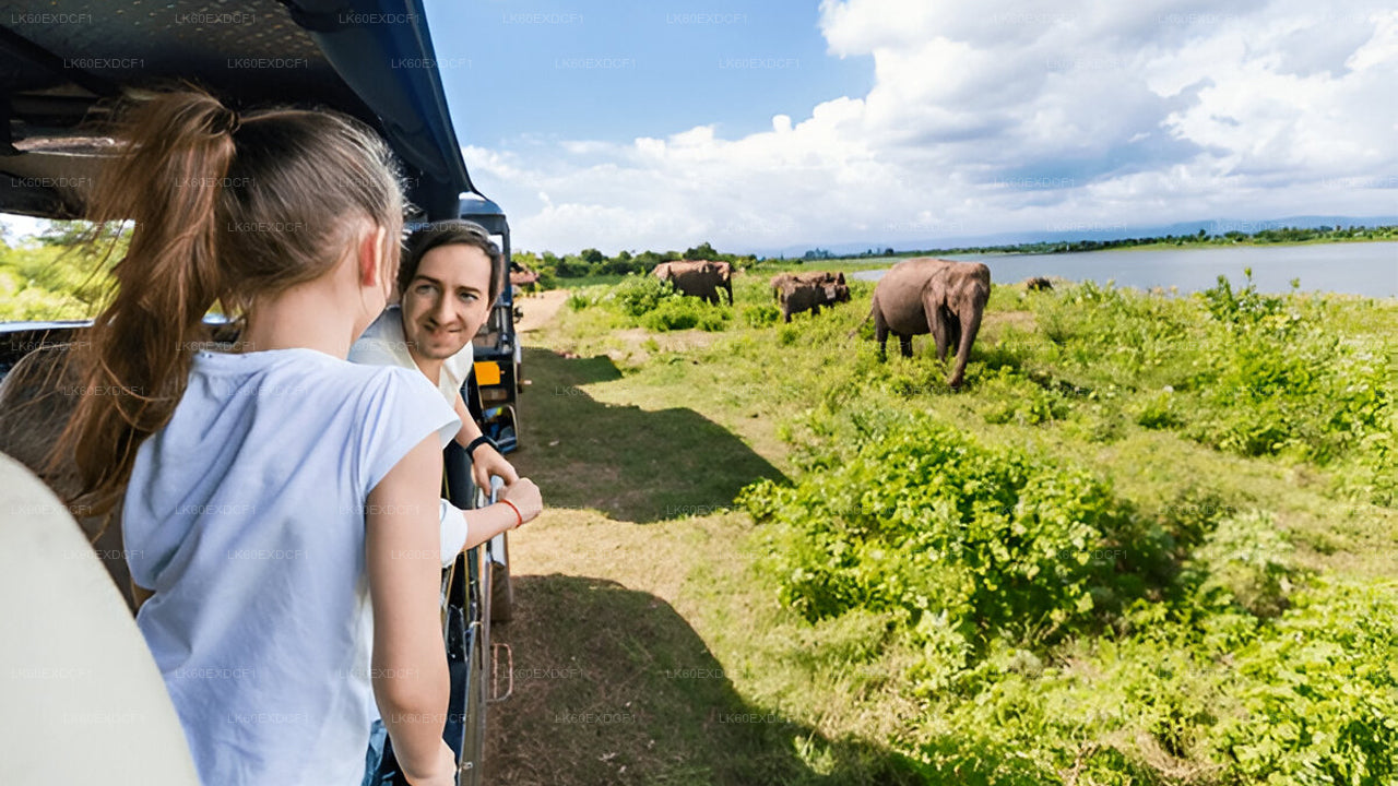 Sigiriya to Pasikudah Private Transfer with Minneriya National Park Safari Experience