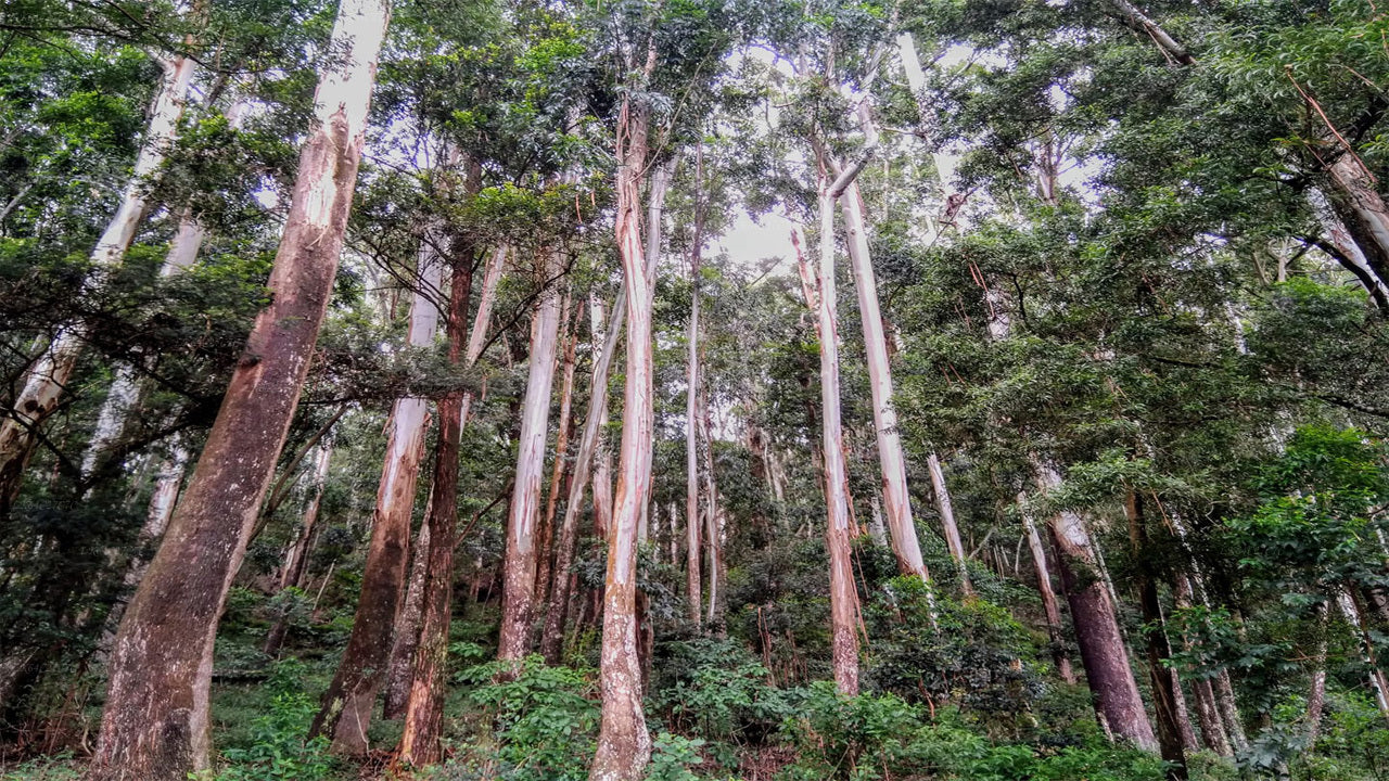 Udforsk Sinharaja-regnskoven (halvdag)