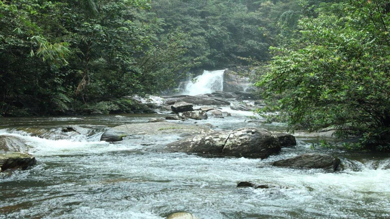 Udforsk Sinharaja-regnskoven (halvdag)